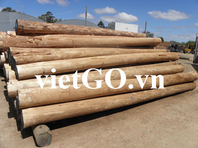 Nhà nhập khẩu Singapore cần mua gỗ bạch đàn tròn
