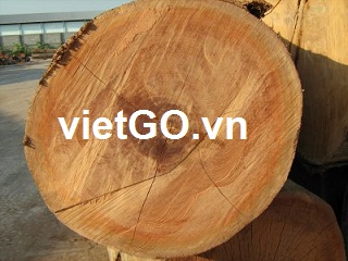 Cơ hội xuất khẩu gỗ bạch đàn tròn sang Trung Quốc