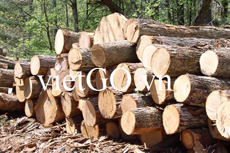 Nhà nhập khẩu Panama cần mua gỗ thông
