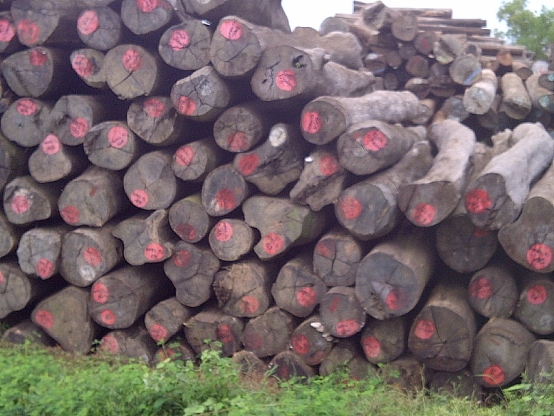 Nhà nhập khẩu Ấn Độ cần mua gỗ Pyinkado xẻ và tròn