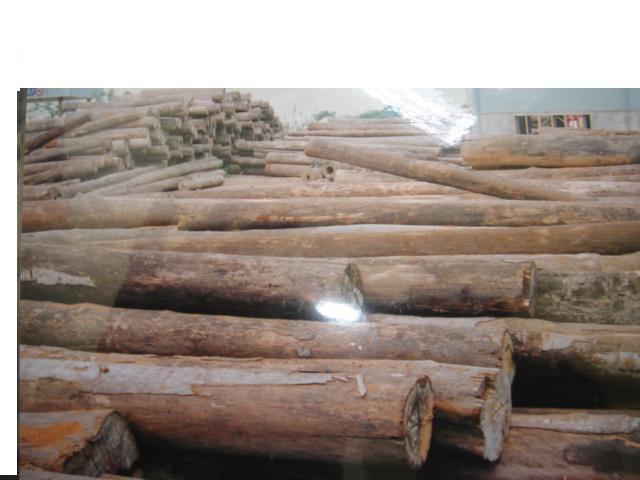 Cơ hội xuất khẩu gỗ keo đã boc vỏ sang Ấn Độ