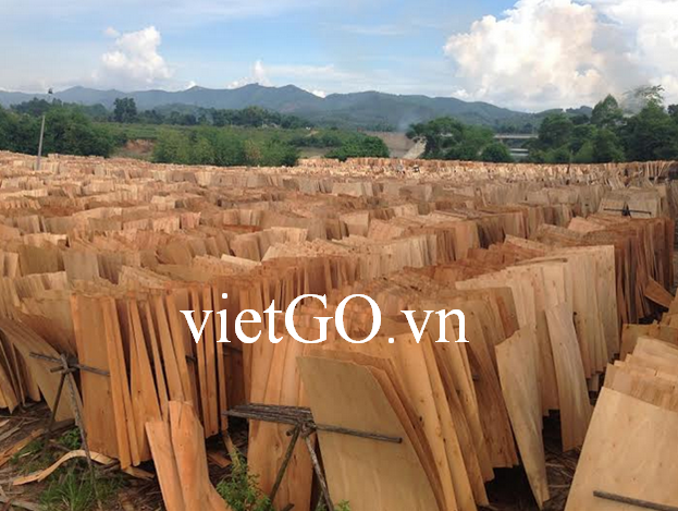 Nhà nhập khẩu Trung Quốc cần mua gỗ vụn làm từ gỗ keo và gỗ bạch đàn