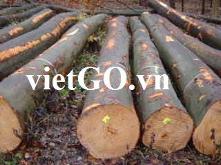 Nhà nhập khẩu Oman cần mua gỗ cao su tròn