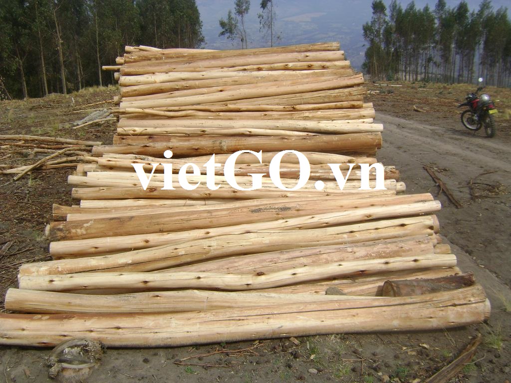Cơ hội xuất khẩu gỗ bạch đàn tròn sang Trung Quốc và Ấn Độ