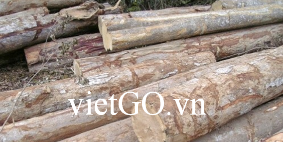 Nhà nhập khẩu Hong Kong cần mua gỗ keo tròn cho xưởng gỗ tại Trung Quốc