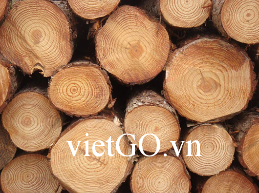 Cơ hội xuất khẩu gỗ thông tròn sang Ấn Độ
