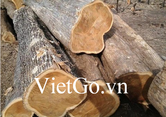  Cơ hội xuất khẩu gỗ teak tròn sang Ấn Độ