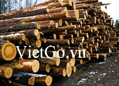 Nhà nhập khẩu Singapore cần mua gỗ keo tròn tai tượng