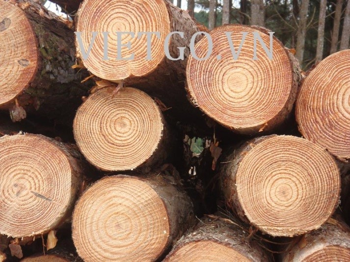 Cơ hội xuất khẩu 10.000 m3 gỗ thông sang Trung Quốc