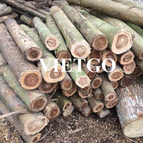 Thương vụ xuất khẩu gỗ keo tròn sang thị trường Trung Quốc 