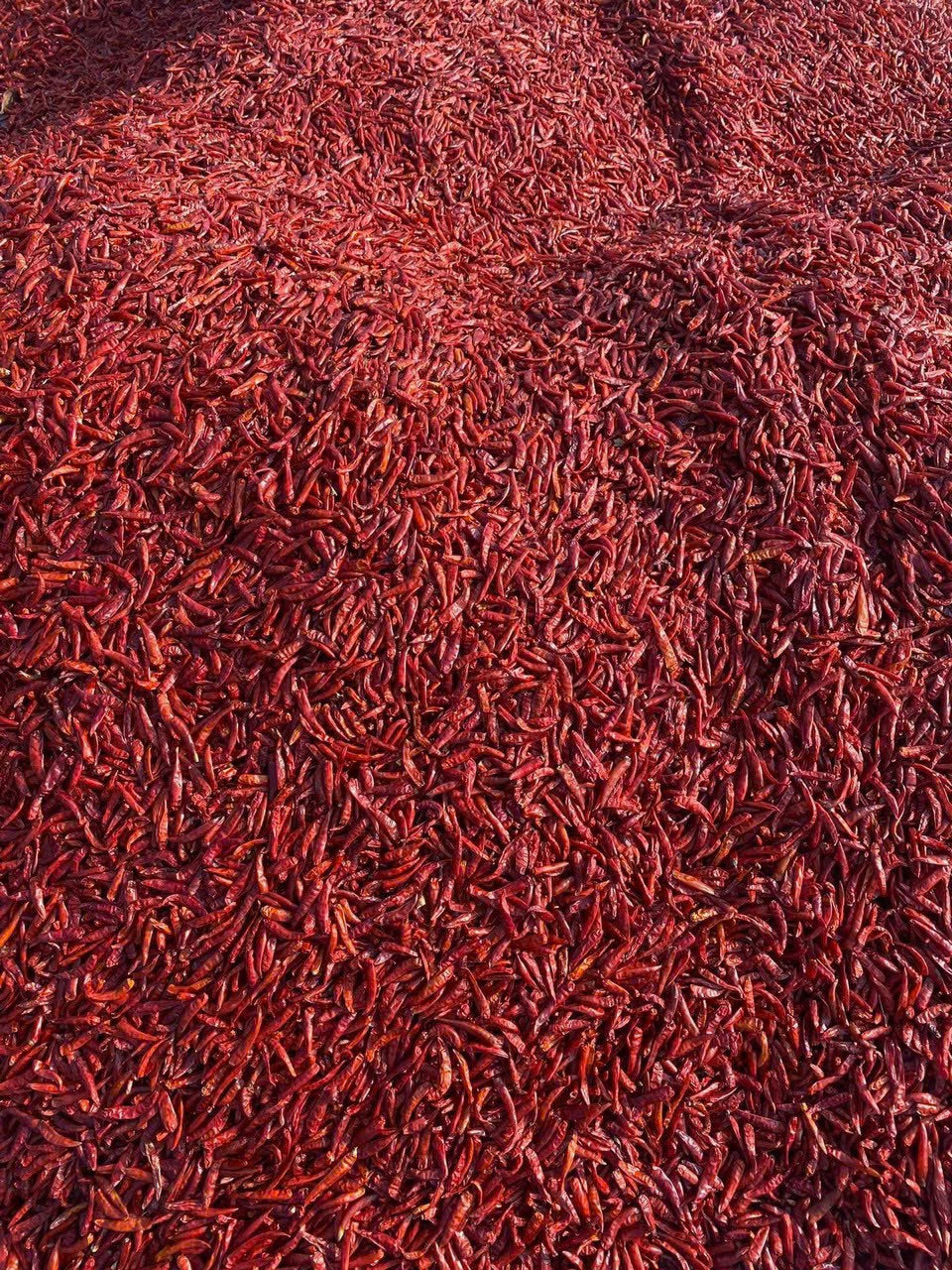 Công Ty TNHH Polaris 189 cần tìm cước biển cho mặt hàng ớt khô sang Ấn Độ