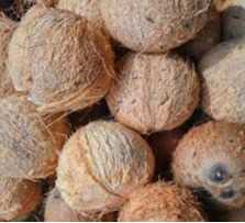 CÔNG TY TNHH VINA DAKMIL cần Tìm nhà vận tải biến sang Ai Cập với sản phẩm Dừa khô 