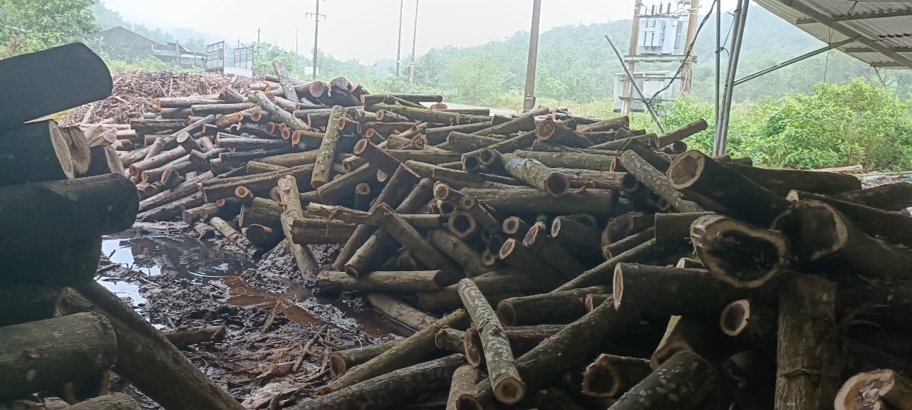 Cần tìm FWD vận tải  gỗ keo xẻ đi Bangladesh