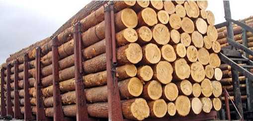 Cần tìm đơn vị vận tải vận chuyển mặt hàng gỗ thông tròn đi Hàn Quốc