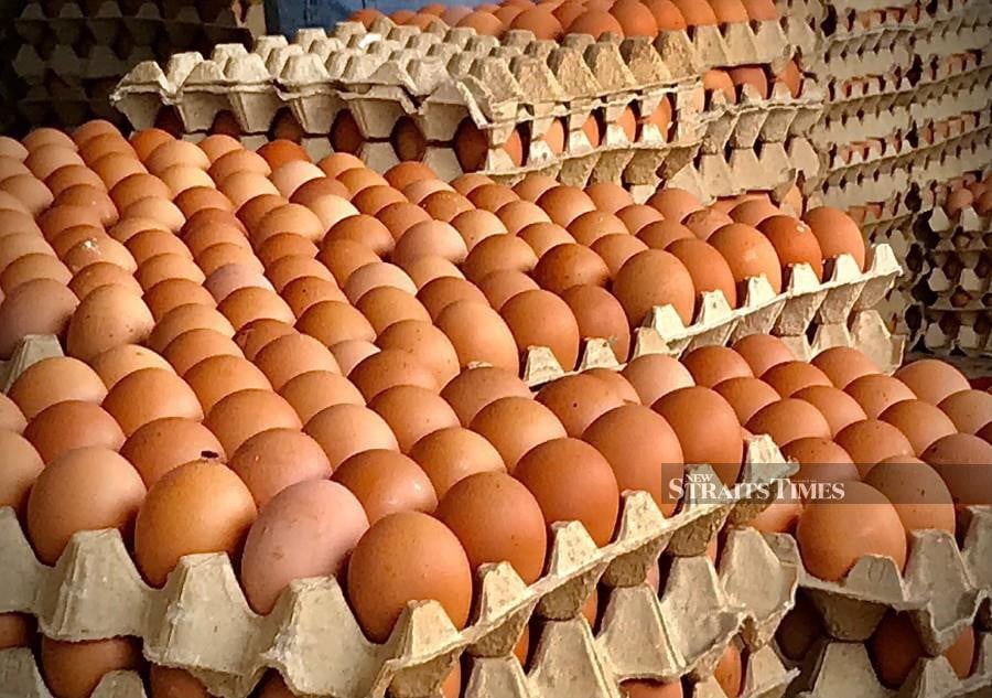Cần tìm đơn vị FWD đường biển mặt hàng trứng gà sang UAE