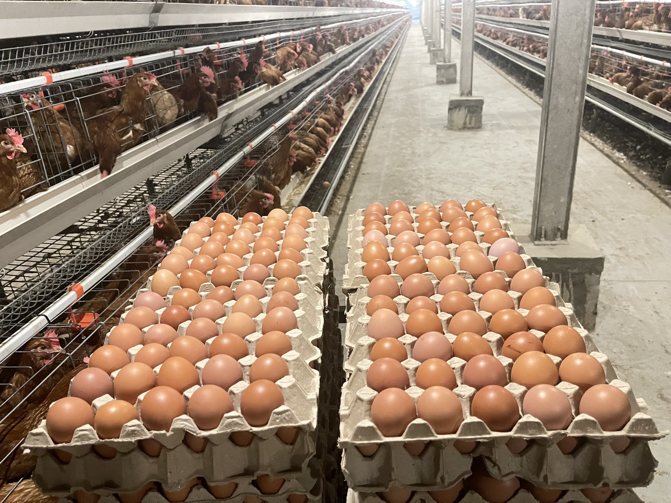 Cần tìm FWD báo giá cước vận chuyển trứng đi UAE
