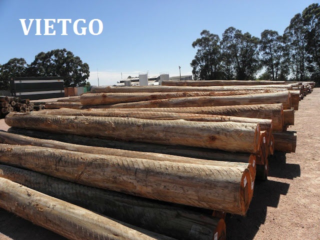 Đối tác người Ấn Độ đang có nhu cầu mua 10000 tấn gỗ bạch đàn tròn.