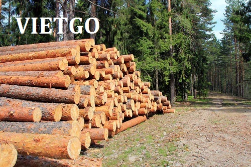 Cơ hội xuất khẩu 100m3 gỗ thông tròn sang Ấn Độ