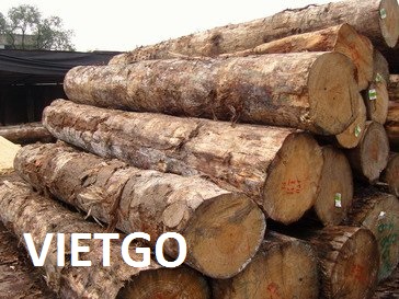 Cơ hội xuất khẩu 3600m3 gỗ thông tròn sang Hồng Kông