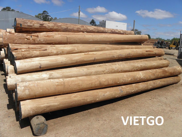 Thương nhân người Ấn Độ đang cần mua 3 – 4 container 20ft gỗ bạch đàn hoặc gỗ thông tròn