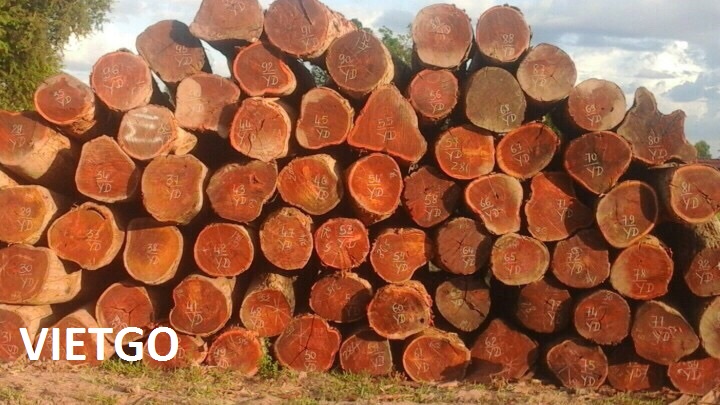 Cơ hội xuất khẩu 200m3 gỗ căm xe tròn sang Ấn Độ
