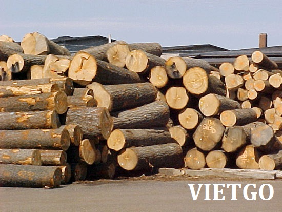 Cơ hội xuất khẩu 1000m3 gỗ keo hoặc gỗ thông tròn sang Trung Quốc
