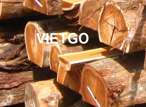 Thương nhân người Malaysia đang cần mua 5000m3 gỗ keo tai tượng tròn