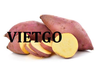 Cơ hội xuất khẩu 12 tấn khoai lang đến từ vị khách VIP của VIETGO