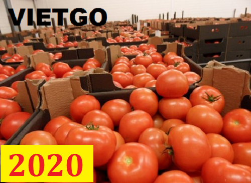 Cơ hội giao thương - Đơn hàng thường xuyên - Cơ hội xuất khẩu cà chua sang thị trường Pakistan.
