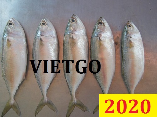 Cơ hội giao thương Đặc biệt – Đơn hàng Cả Năm – Cơ hội xuất khẩu Cá thu cho vị khách hàng quen đã từng nhập khẩu tại Việt Nam