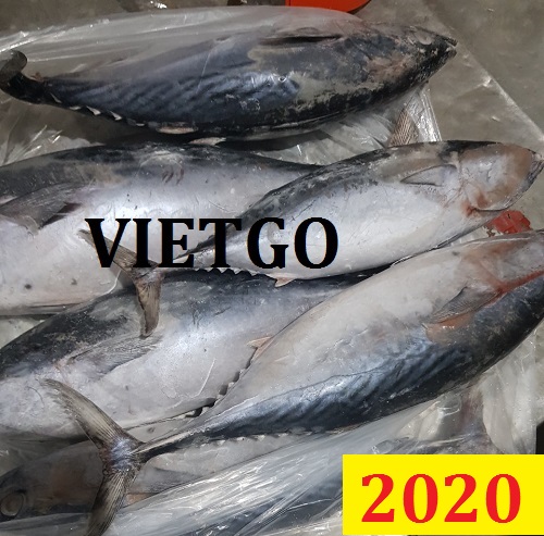 Cơ hội giao thương Đặc Biệt Cả Năm – Cơ hội xuất khẩu Cá ngừ bông sang thị trường Bénin