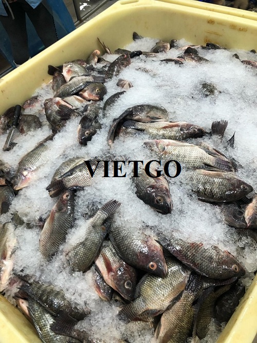 Cơ hội cung cấp cá rô phi đông lạnh cho một doanh nghiệp kinh doanh thực phẩm tại Nhật Bản
