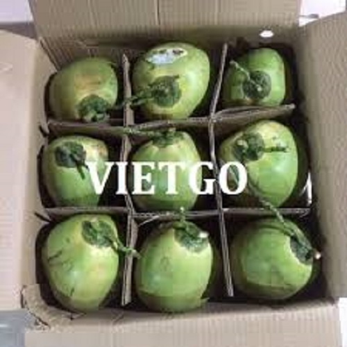 Cơ hội xuất khẩu trái dừa sang thị trường Hungary