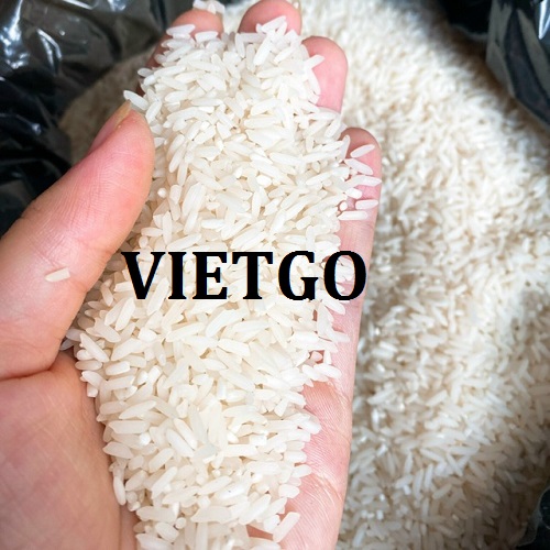 Thương vụ xuất khẩu gạo trắng đến từ vị khách hàng người Ai Cập