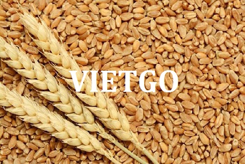 Cơ hội hợp tác xuất khẩu sản phẩm lúa mì sang thị trường Dubai