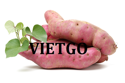 An opportunity to export Japanese sweet potatoes to the Netherlands