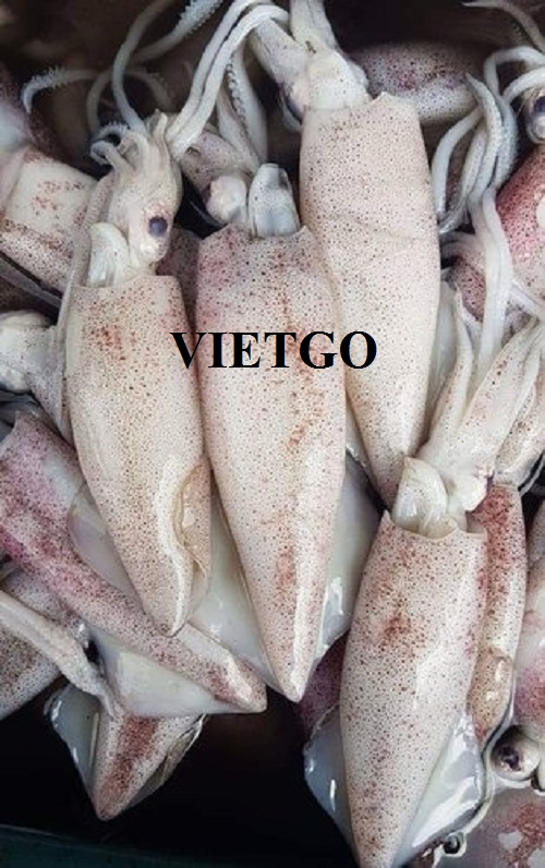 Opportunity to export squid monthly from an agro-seafood trading company Sri Lanka