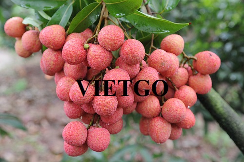 Opportunity to export lychees monthly to the Indian market