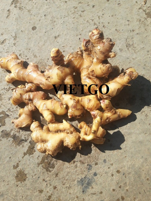 ​Opportunity to export ginger to Ukraine market