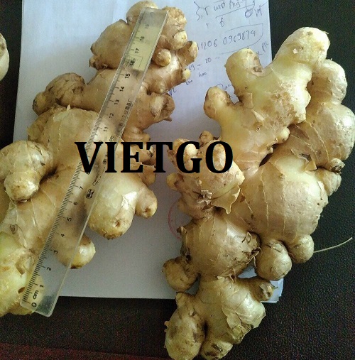 Opportunity to export fresh ginger to Dubai and Saudi Arabia