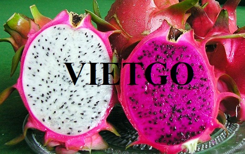 Opportunity to export dragon fruits monthly to the Saudi Arabia market