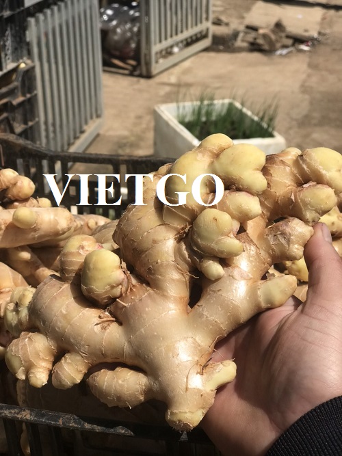 Opportunity to export ginger to the Dubai market