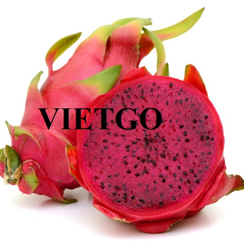 Opportunity to export 8 40ft containers of dragon fruits monthly to Singapore market