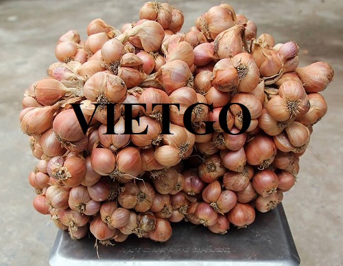 Opportunity to export weekly golden brown onions to the UK market