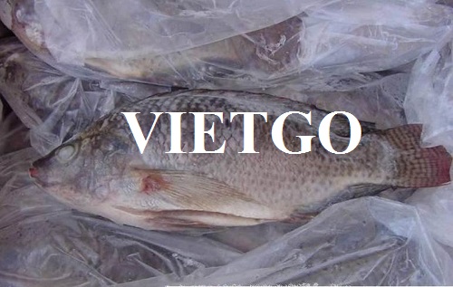 Opportunity to export large quantities of frozen tilapia to Netherlands