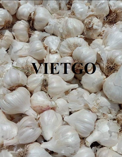 Opportunity to export white garlic to the UAE market