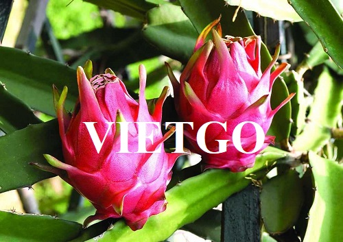 Opportunity to export Dragon fruits to the UK