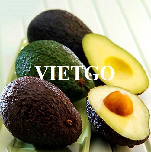Opportunity to export fresh avocados monthly to the Spanish market