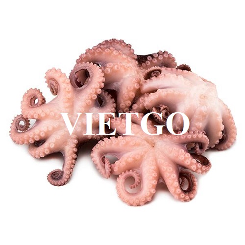 Opportunity to export 1 container 20ft of baby octopus per month to the Italian market