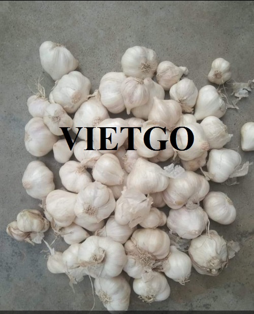 Opportunity to export White Garlic to the US market